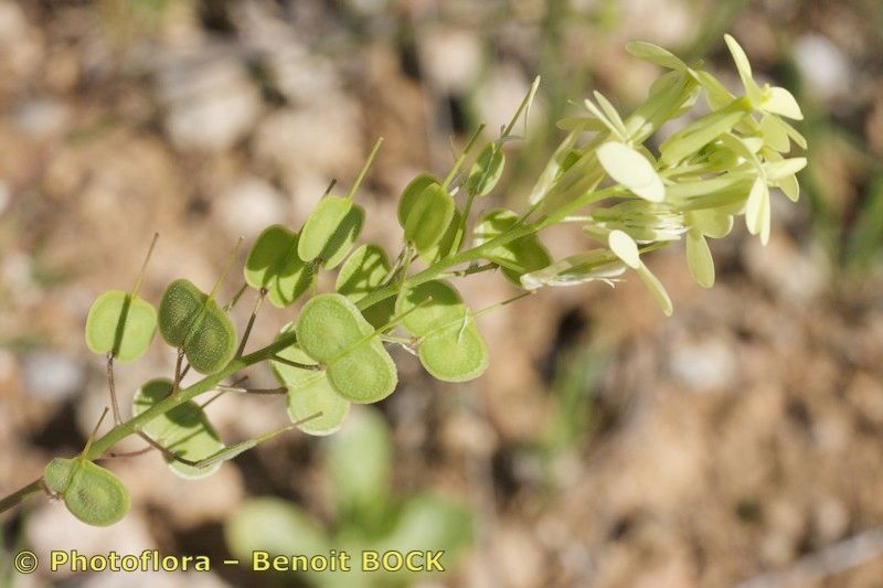 Biscutella variegata other