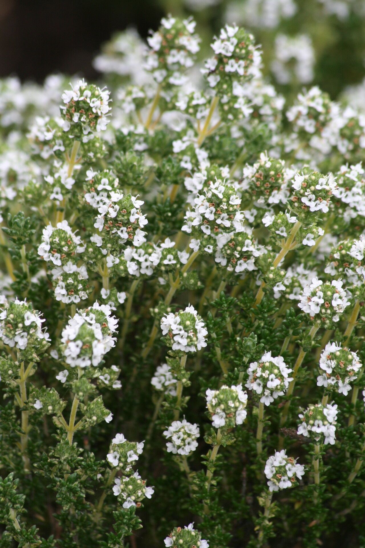 Thymus capitellatus — search result for 'Thymus'