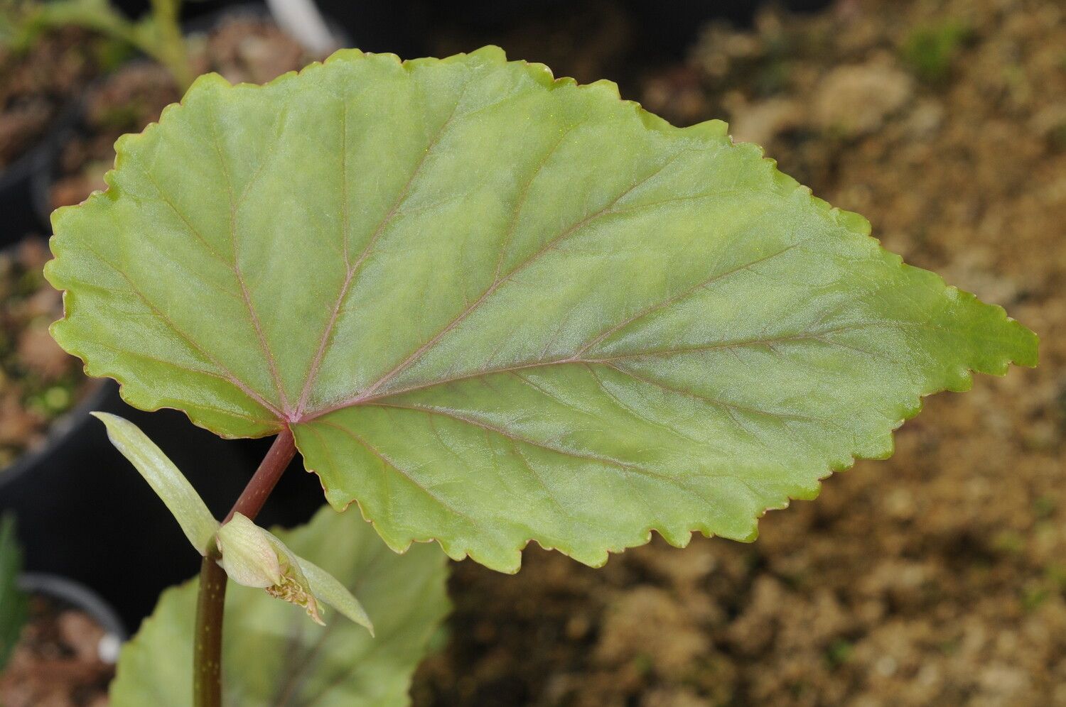 Begonia coursii — houseplant care guide