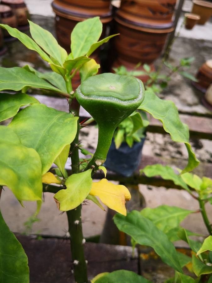 Pereskia bleo fruit