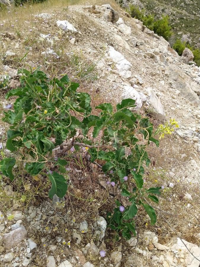 Brassica cretica leaf