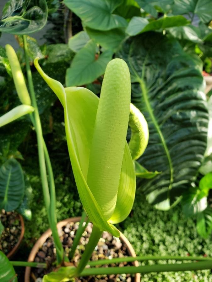 Anthurium veitchii flower
