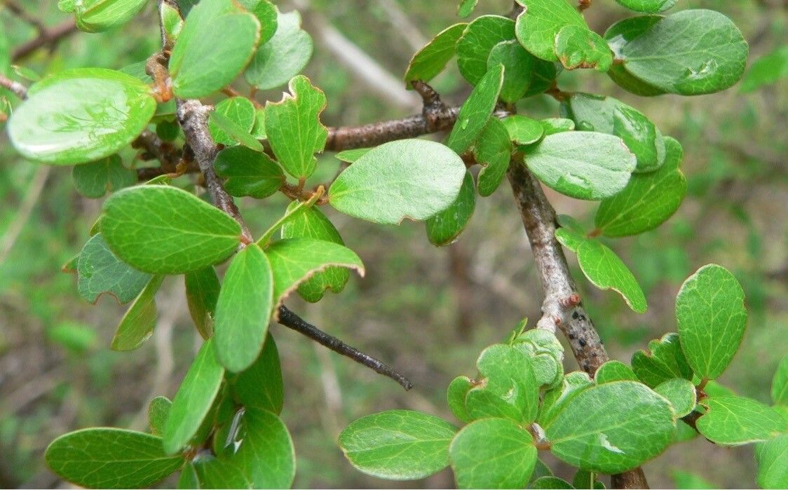 Khaya madagascariensis — related species from the same genus