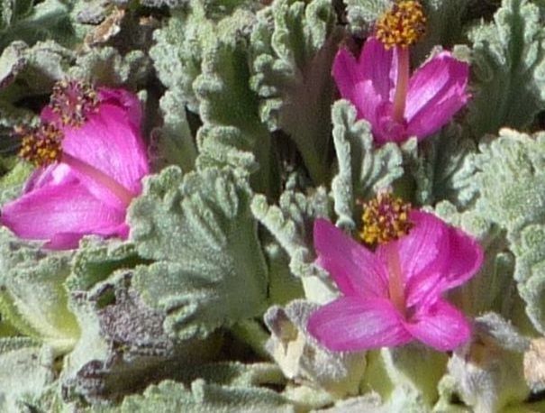 Nototriche flabellata flower