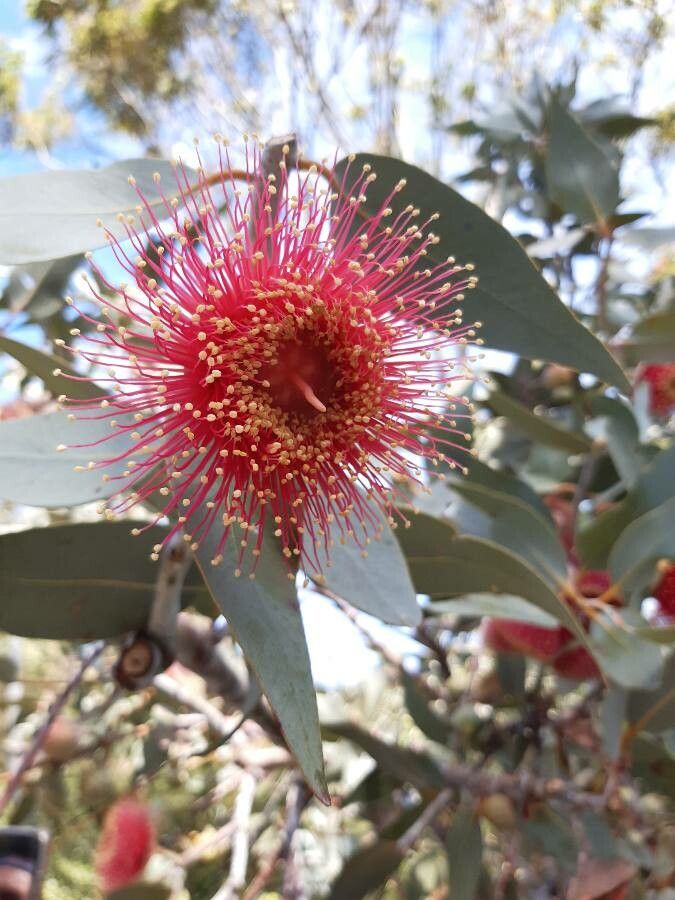 Eucalyptus macrocarpa flower