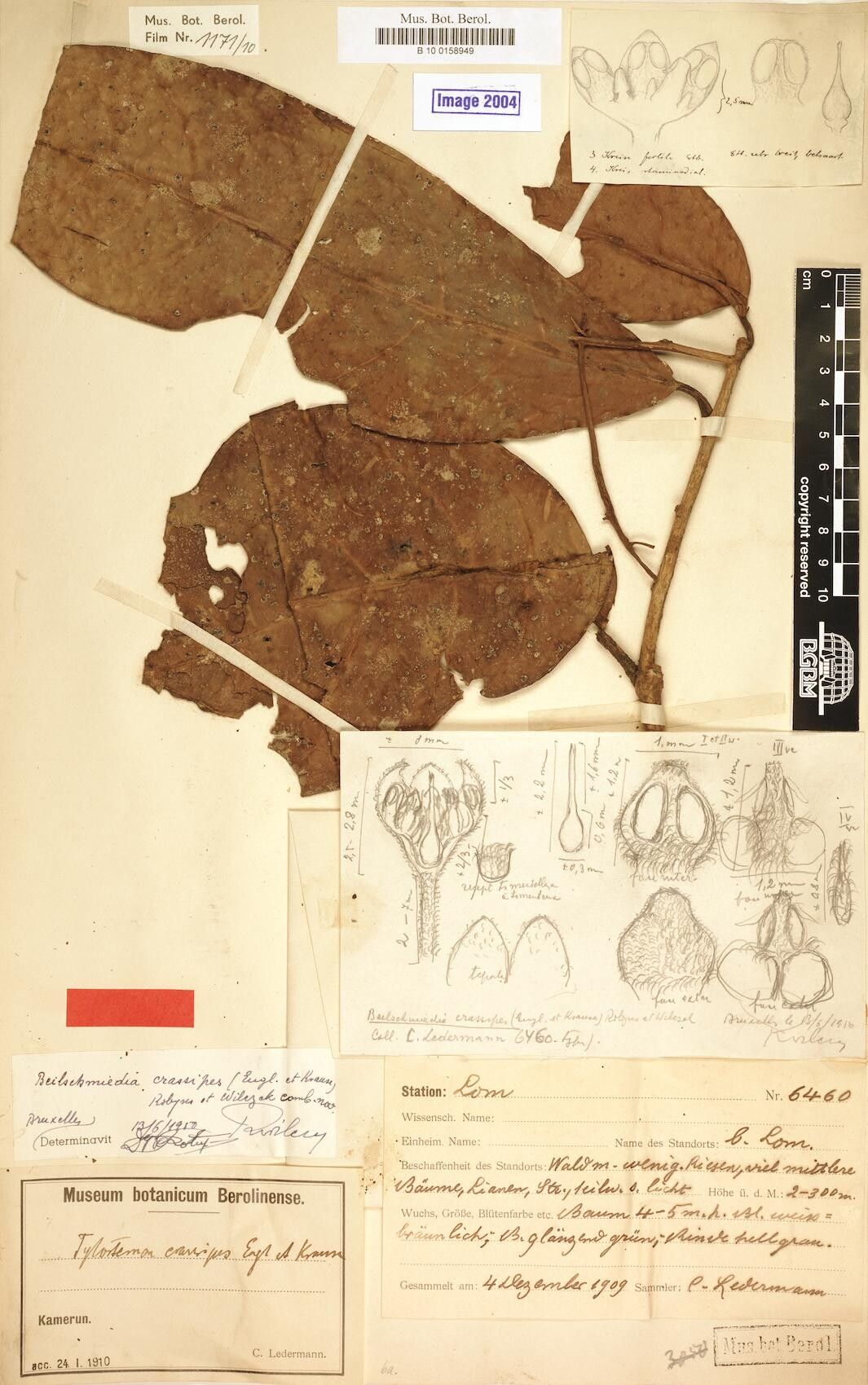 Beilschmiedia crassipes — houseplant care guide