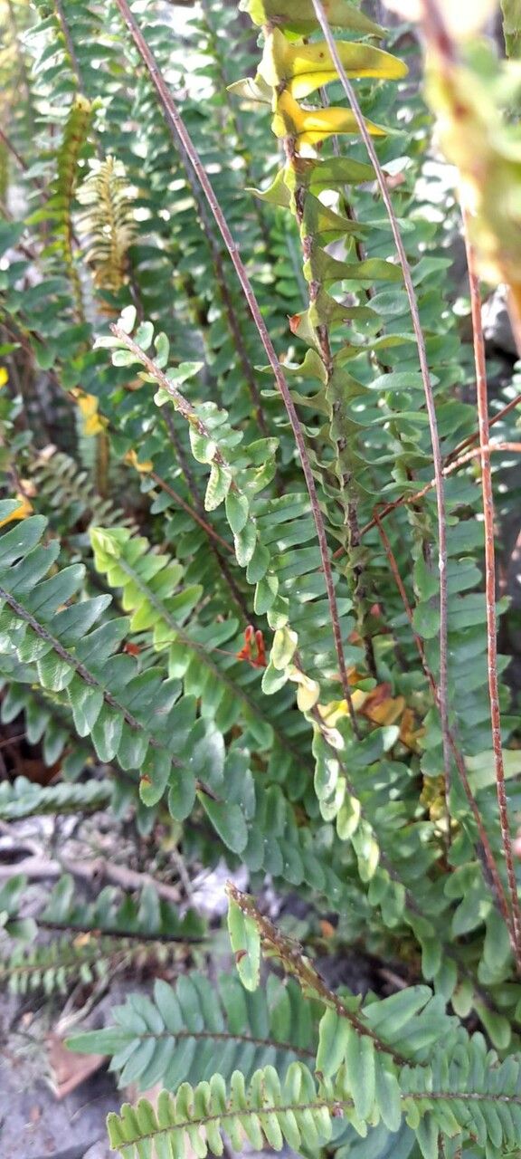 Pteris falcata habit