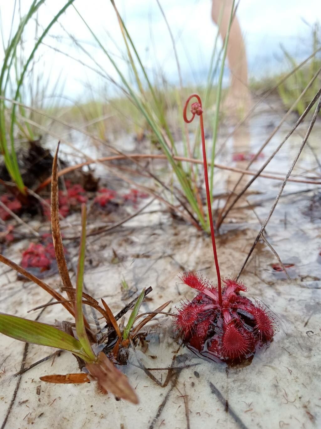 Drosera biflora habit