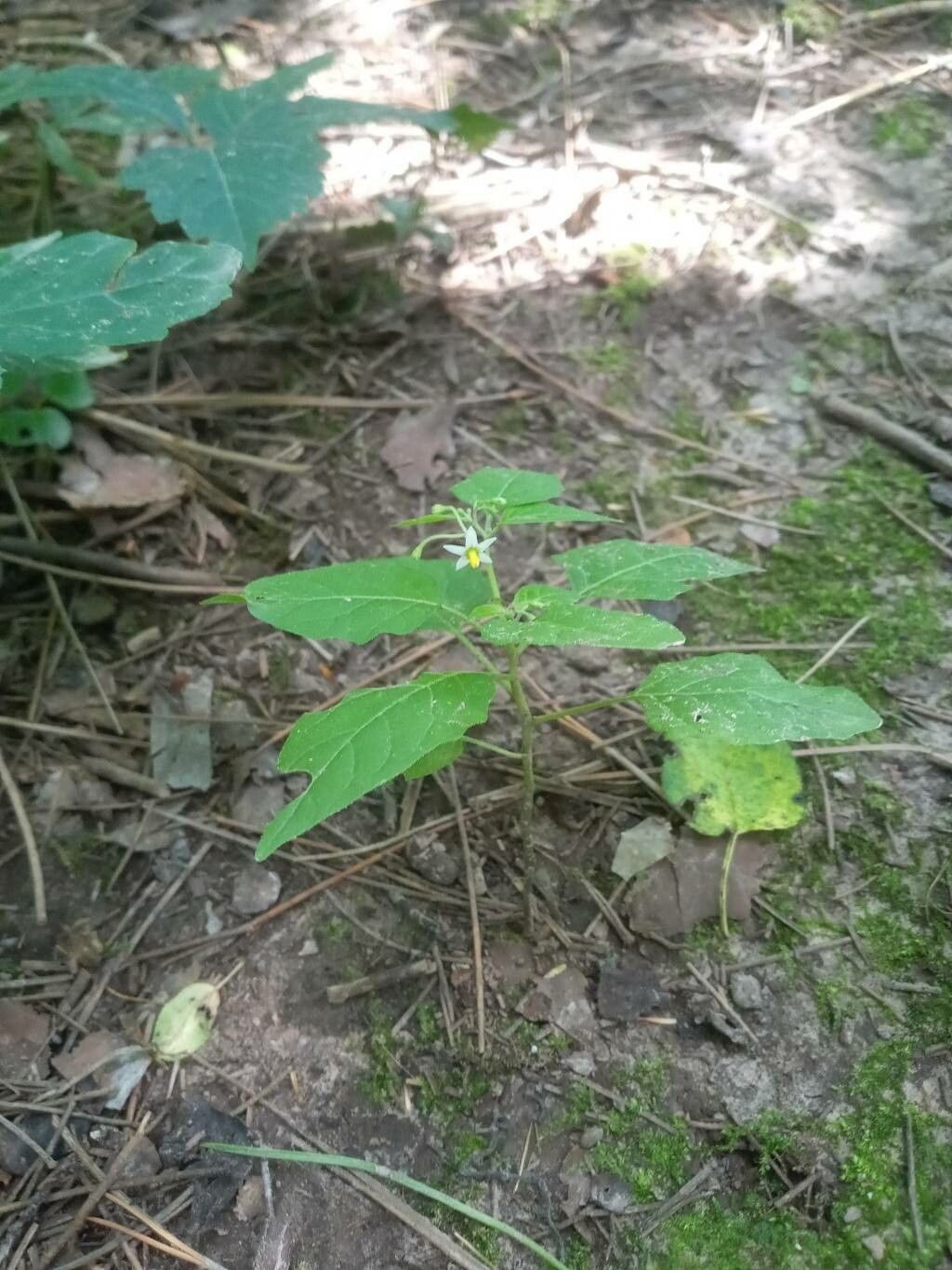 Solanum ptycanthum habit