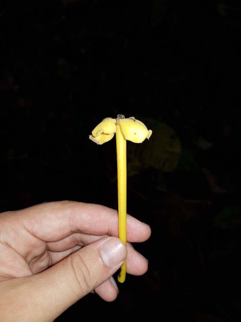 Tocoyena pittieri flower