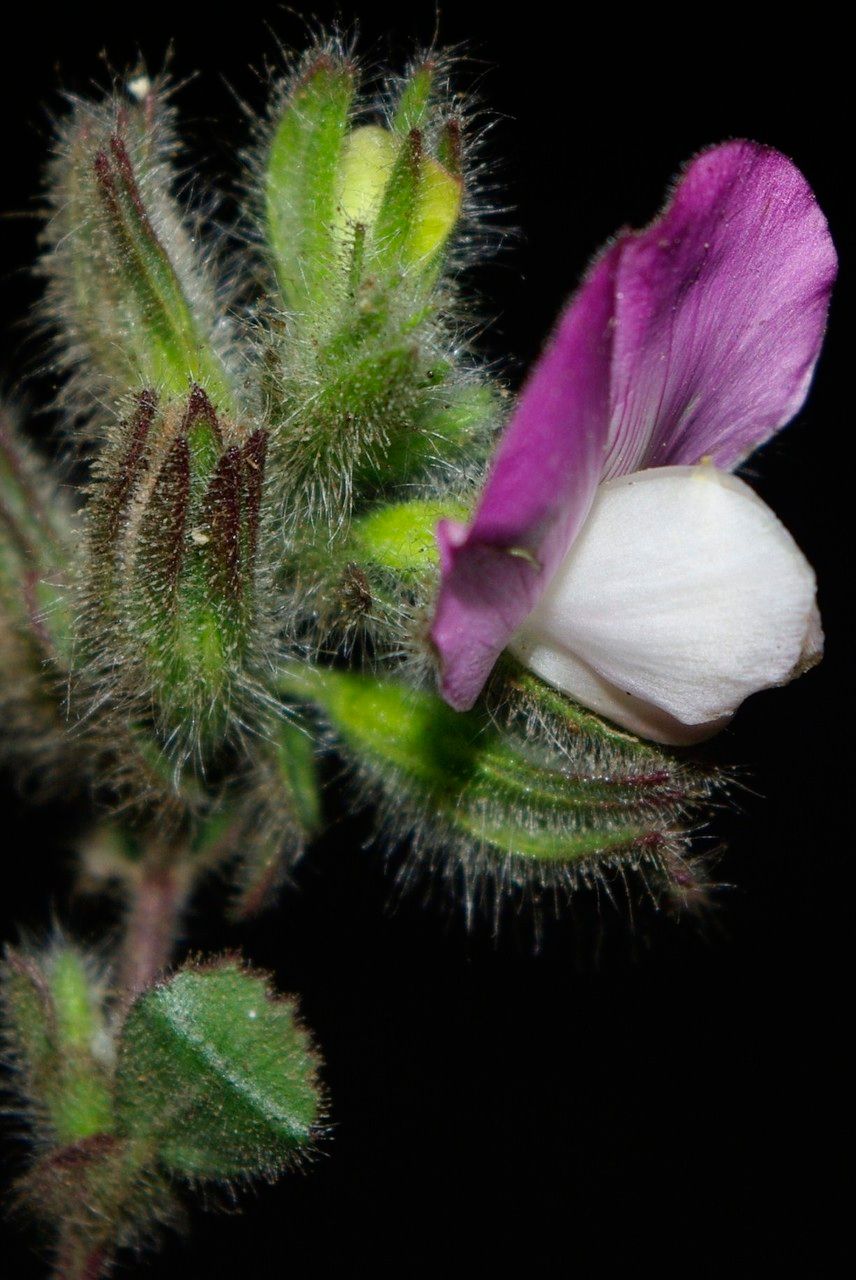 Ononis alba — related species from the same genus
