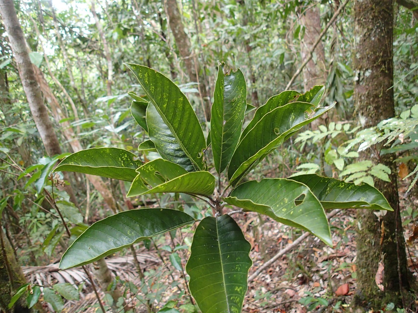 Pycnandra comptonioides — houseplant care guide