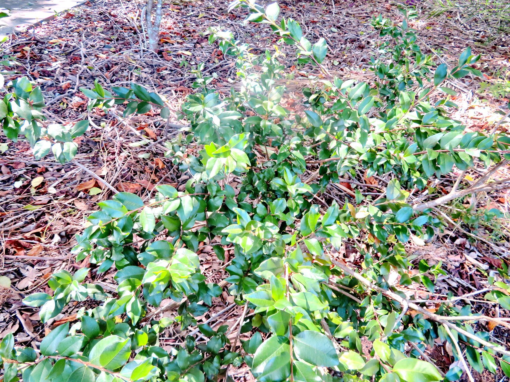 Eugenia neosilvestris habit