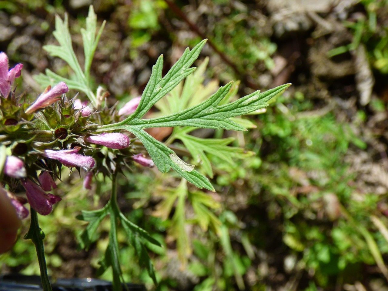 Leonurus sibiricus leaf