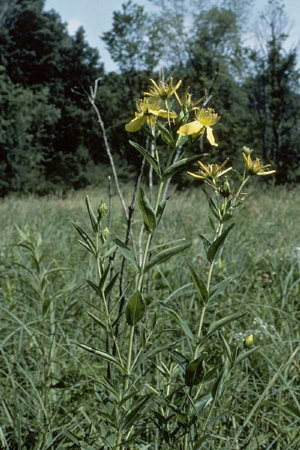 Hypericum ascyron habit