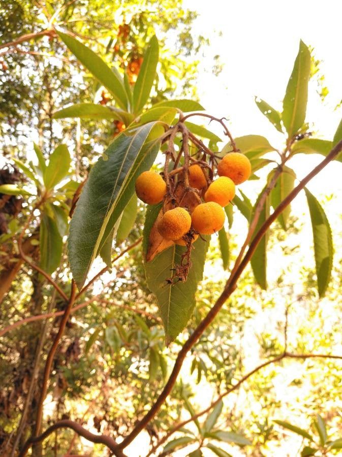 Arbutus canariensis fruit