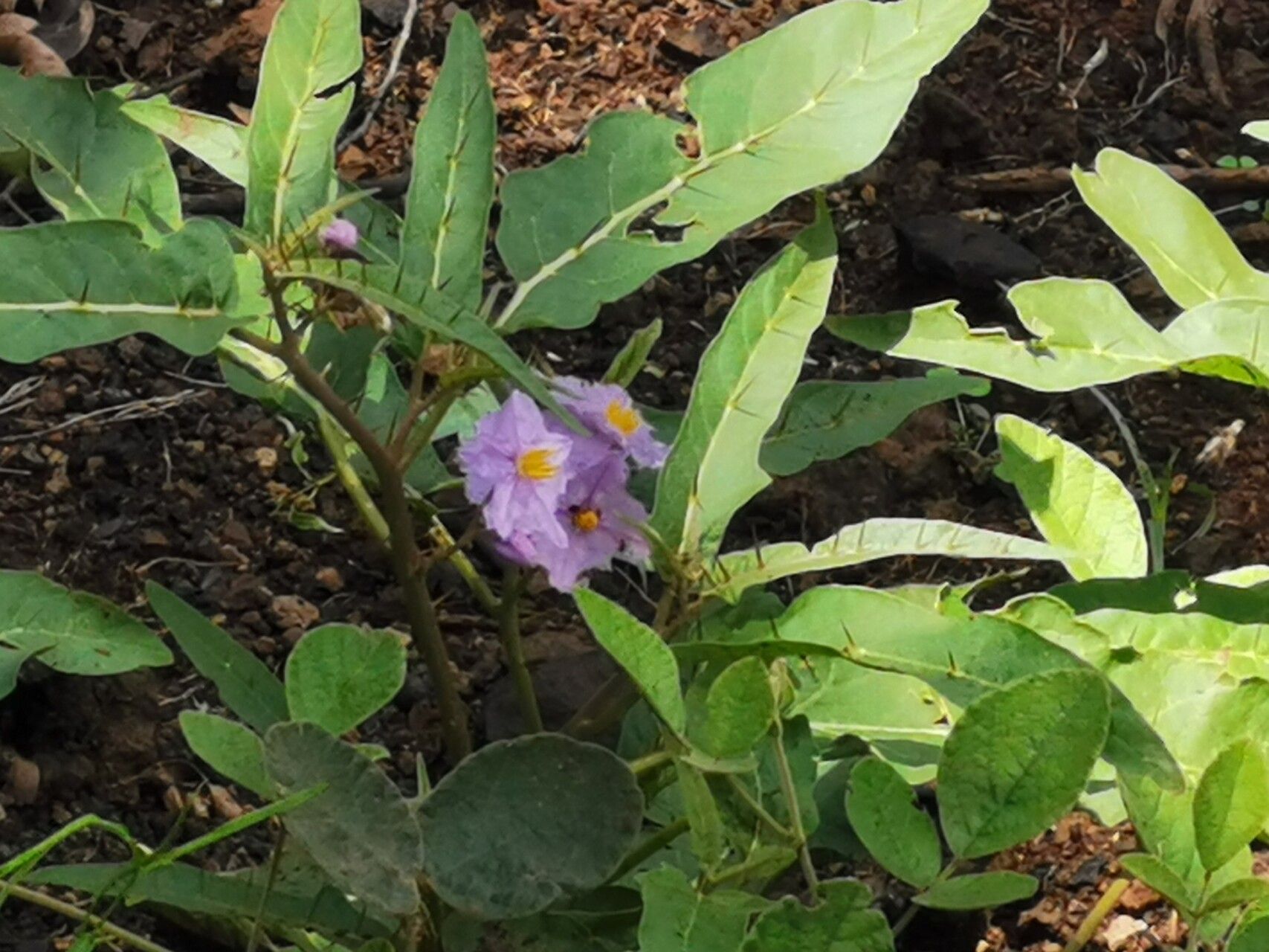 Solanum limitare habit