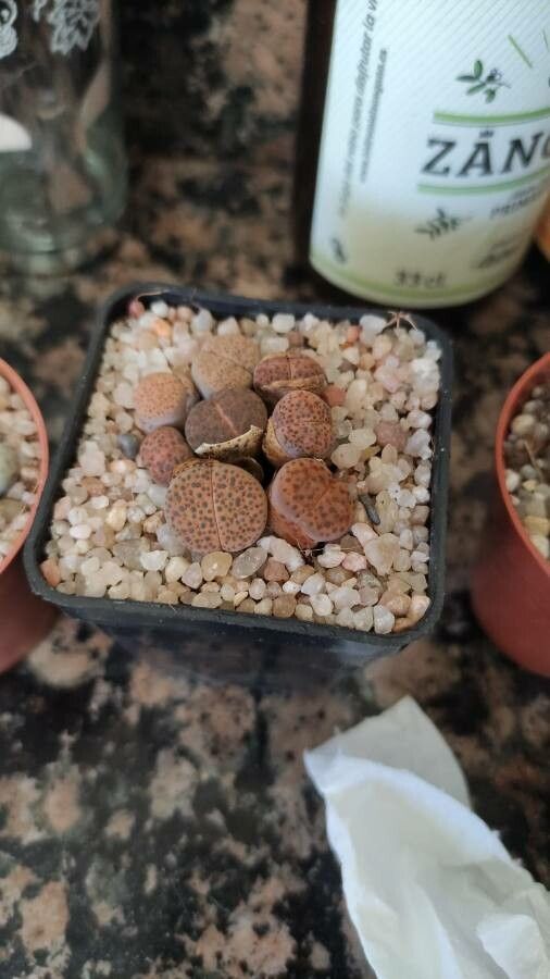 Lithops fulviceps leaf