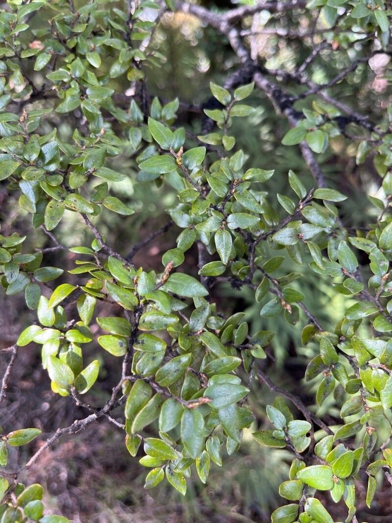 Nothofagus solandri — search result for 'Nothofagus'