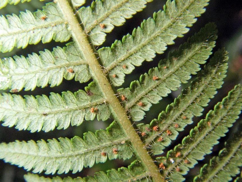 Cyathea bicrenata — houseplant care guide