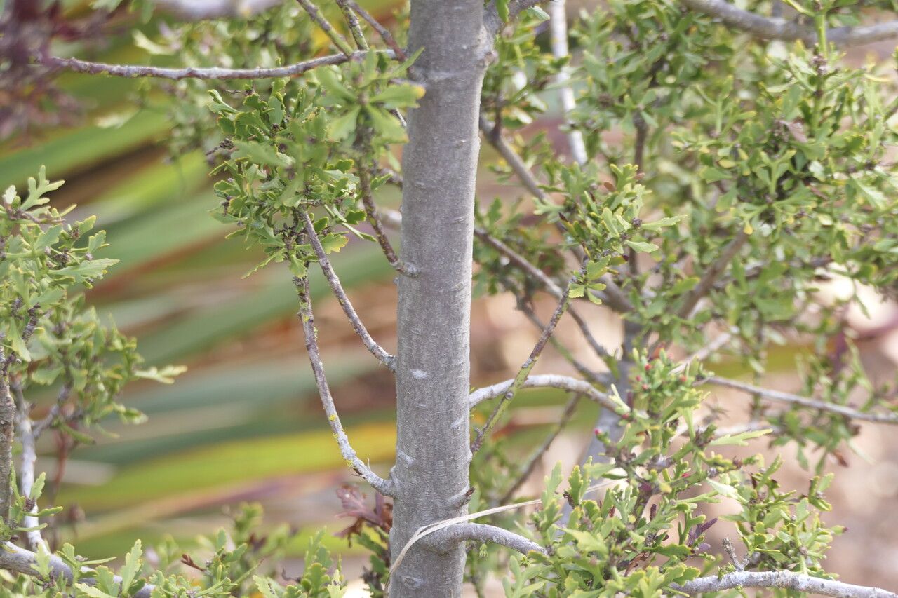 Phyllocladus trichomanoides bark