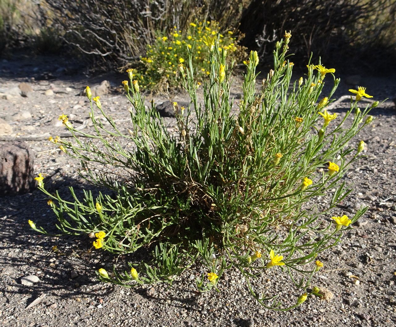 Gutierrezia mandonii habit