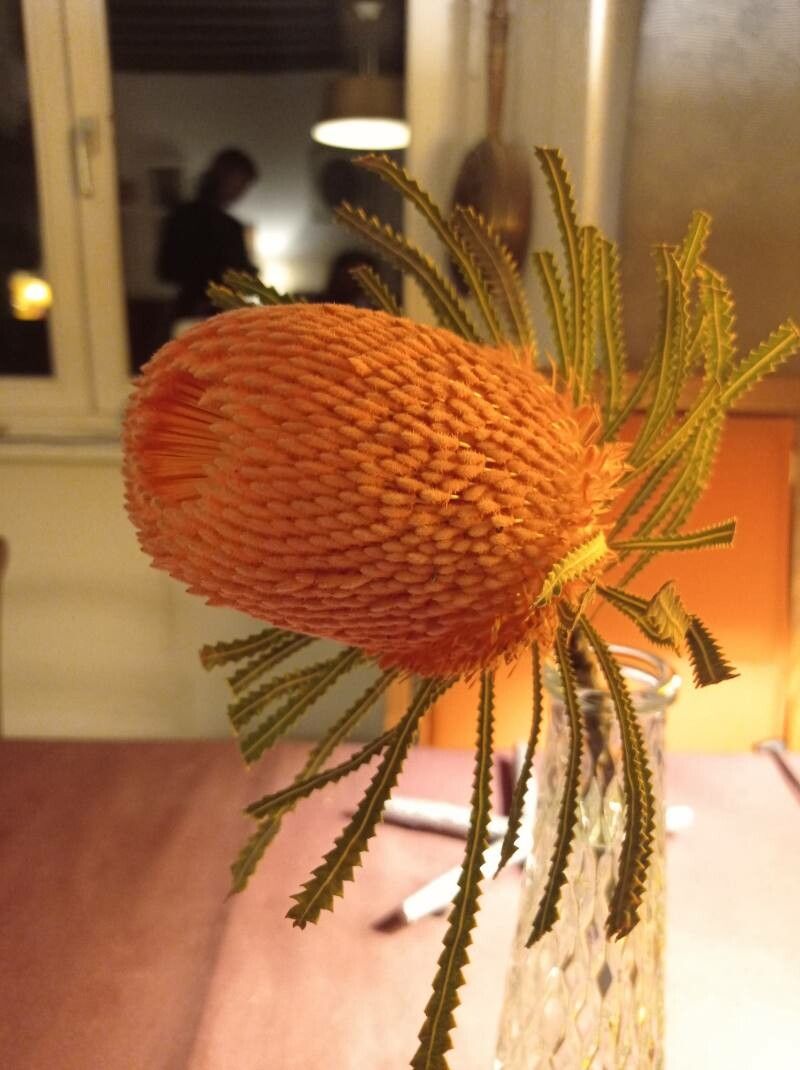 Banksia hookeriana flower