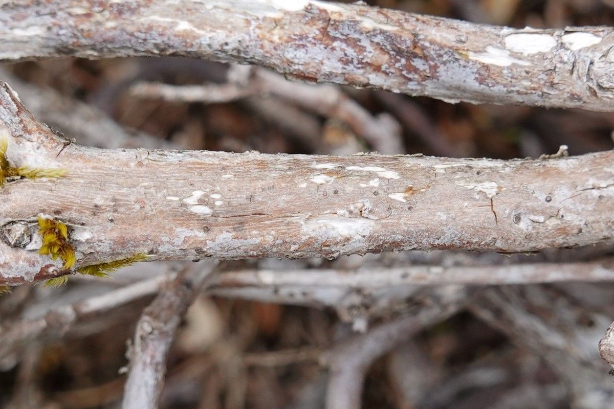 Rhododendron forrestii bark