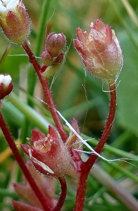 Saxifraga tridactylites fruit