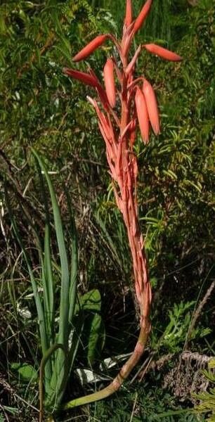 Aloe rhodesiana — search result for 'Zimbabwe'