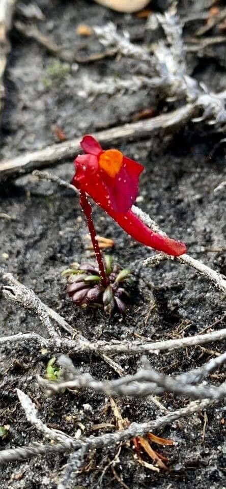 Utricularia menziesii — search result for 'Lentibulariaceae'
