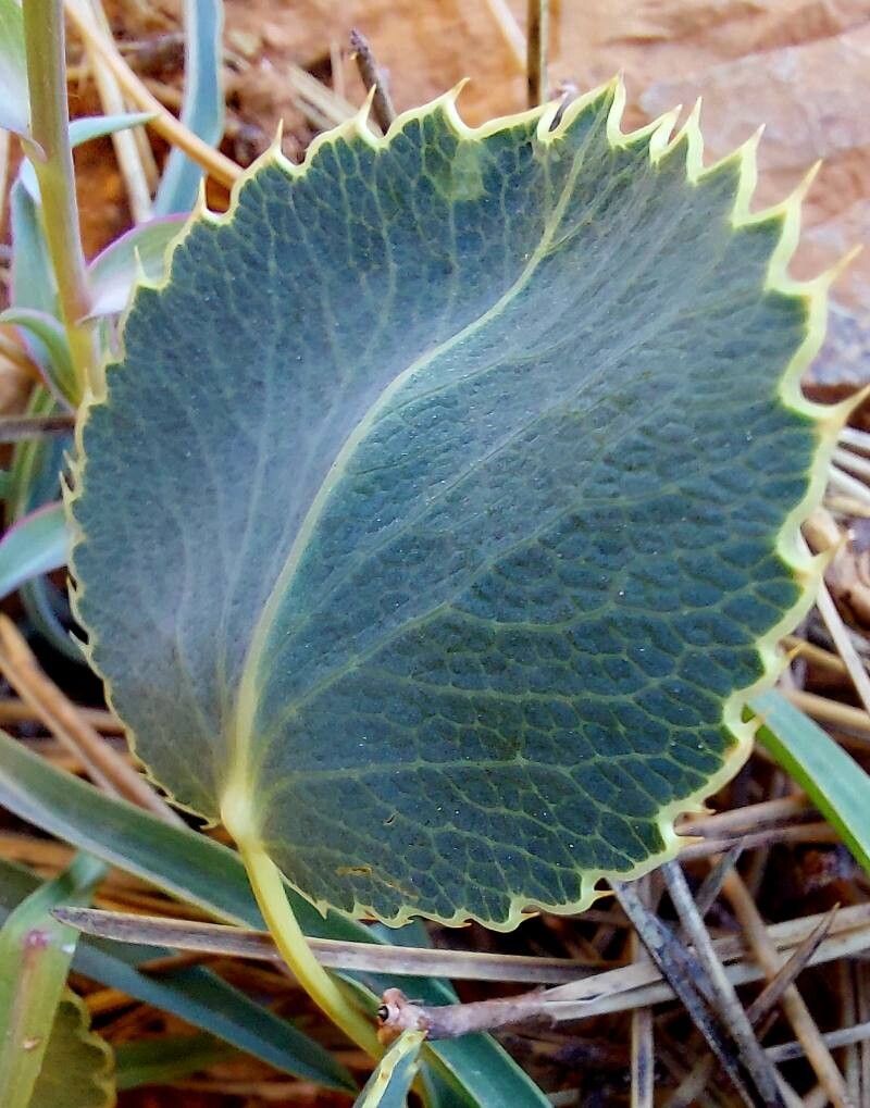 Eryngium thorifolium — search result for 'Eryngium'
