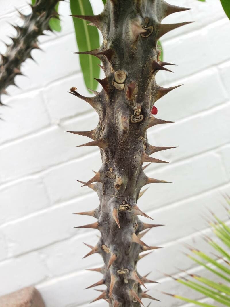 Euphorbia hispida bark