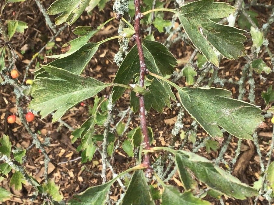 Crataegus ambigua — related species from the same genus