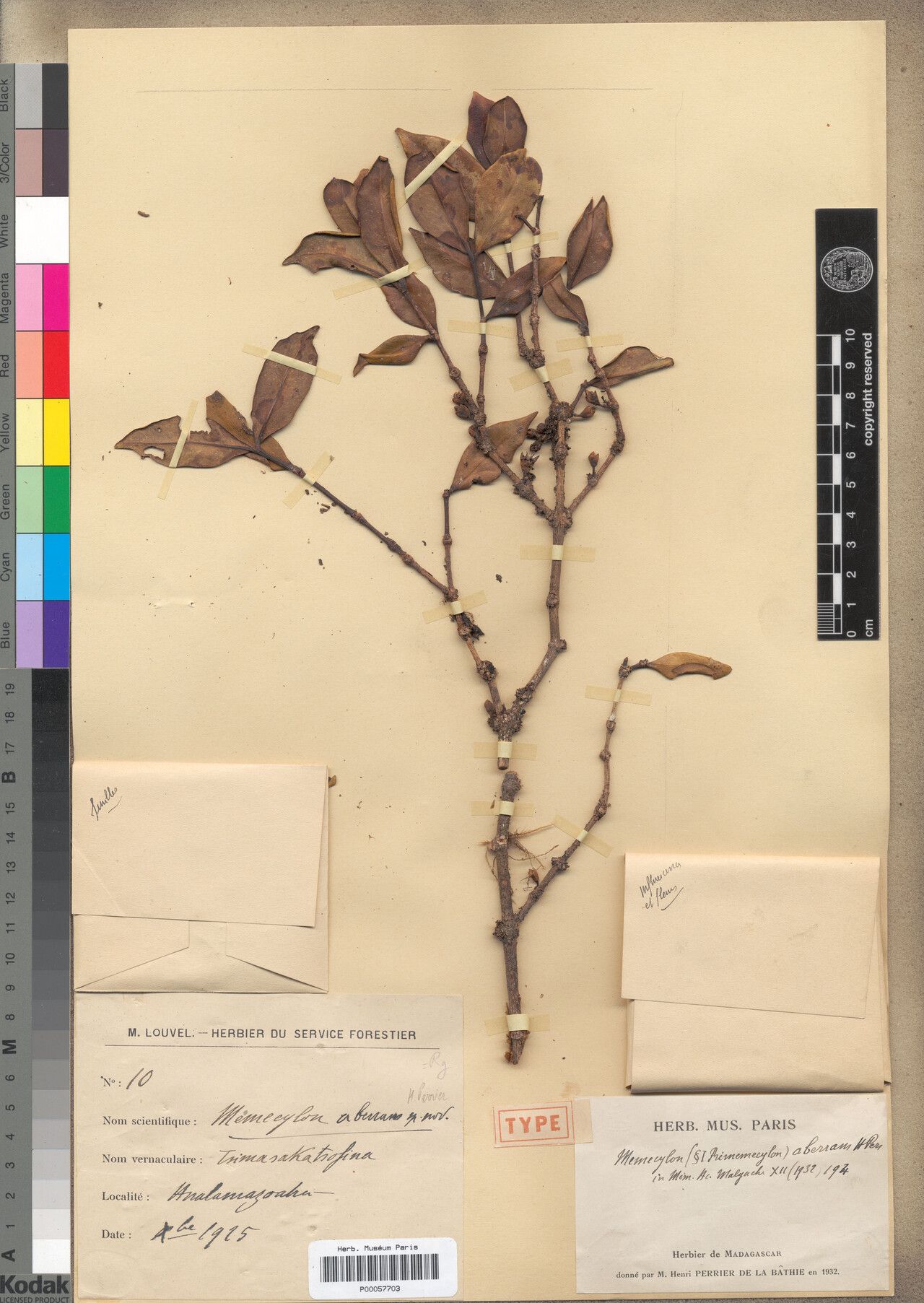 Memecylon aberrans — related species from the same genus