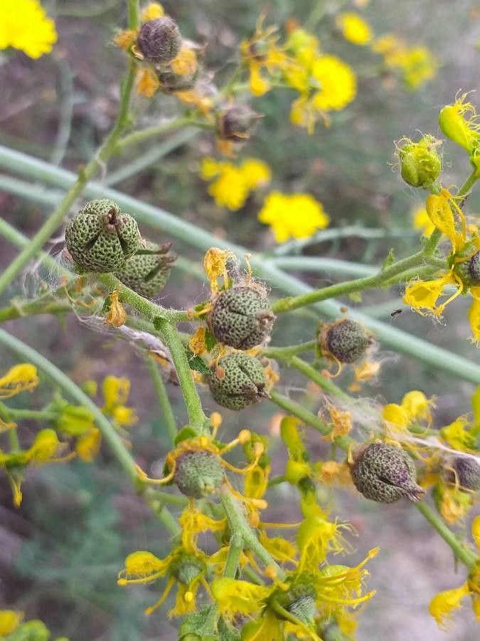 Ruta angustifolia fruit
