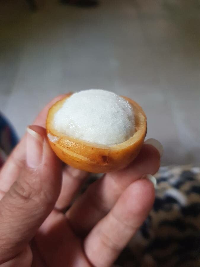 Garcinia humilis fruit