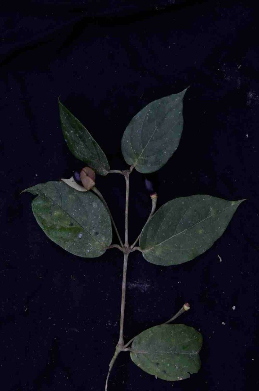 Mendoncia puberula habit