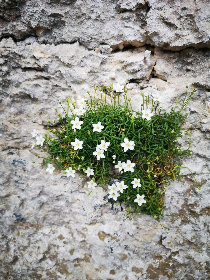 Moehringia sedoides flower