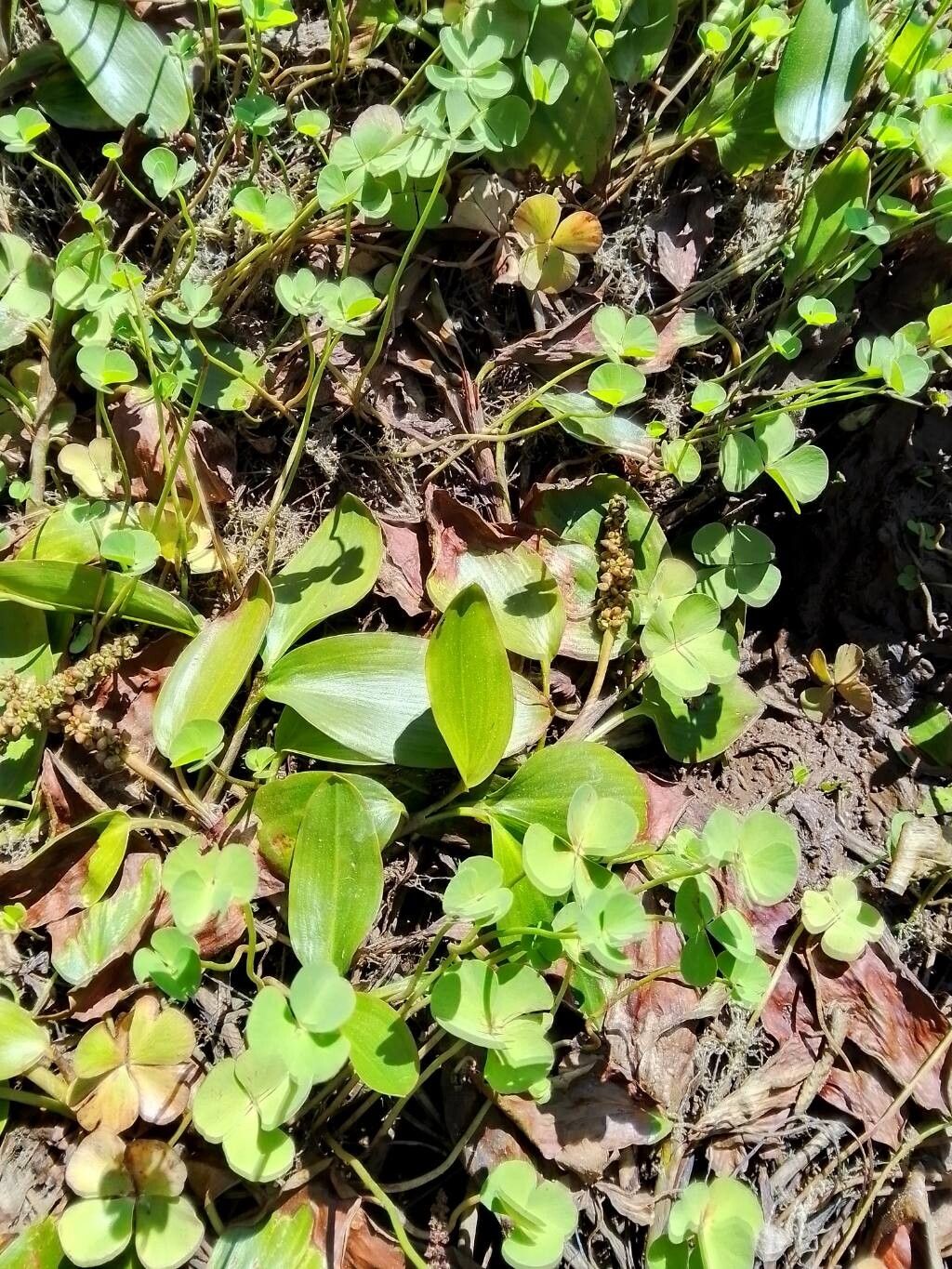 Marsilea polycarpa — houseplant care guide