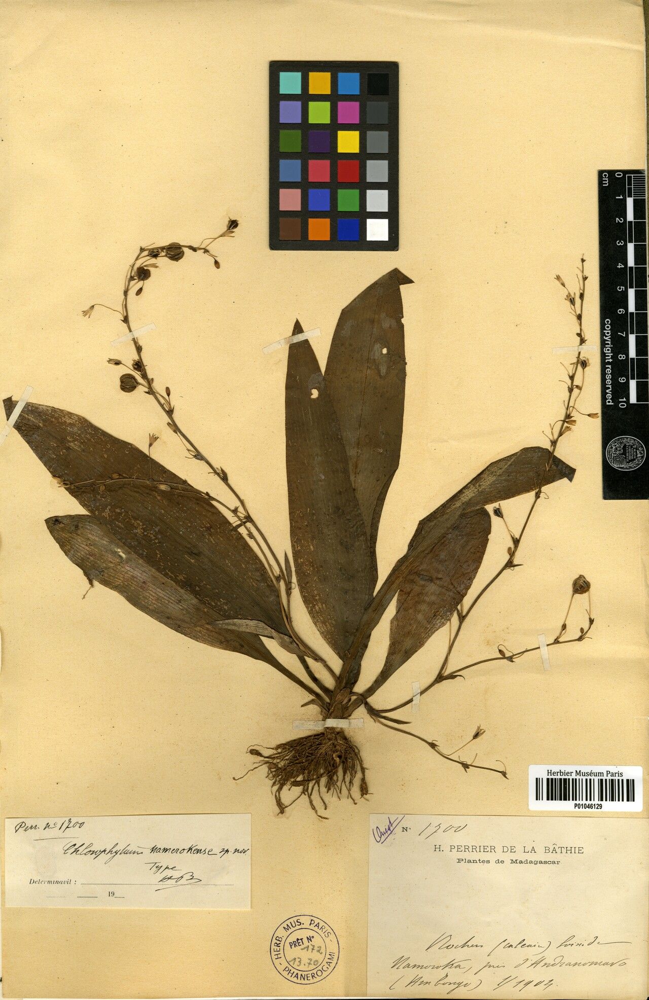 Chlorophytum namorokense — search result for 'Chlorophytum'