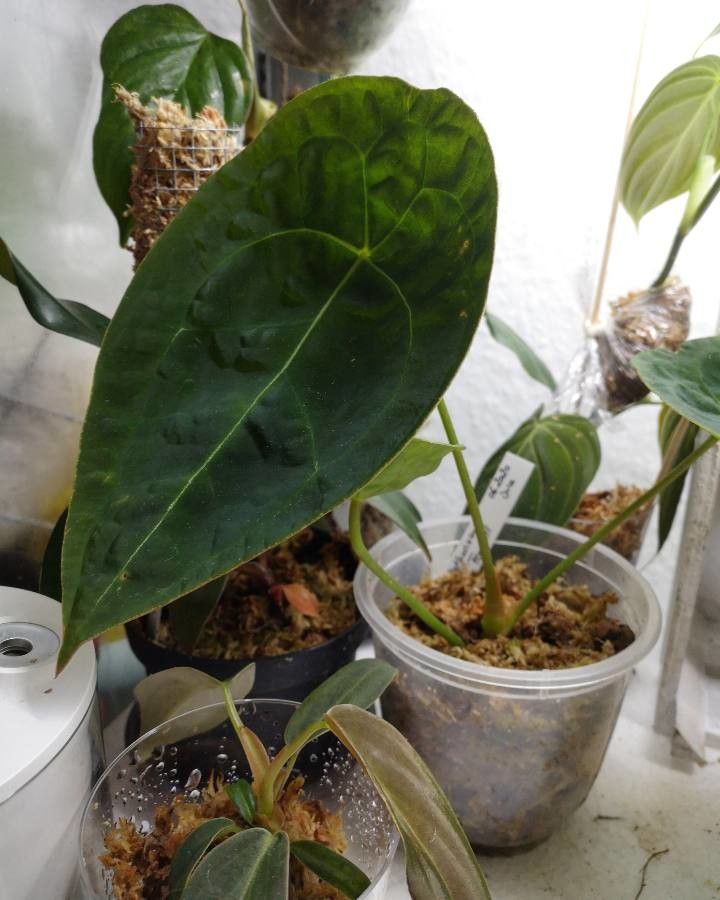 Anthurium forgetii leaf