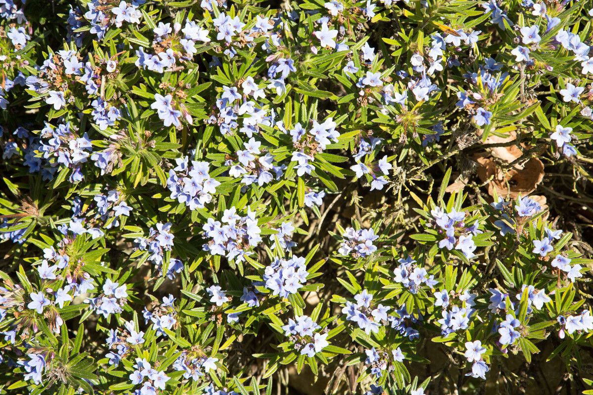 Glandora rosmarinifolia flower