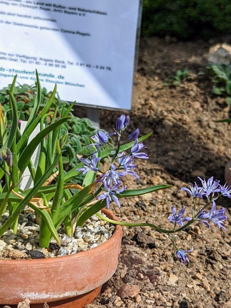 Hyacinthoides reverchonii flower