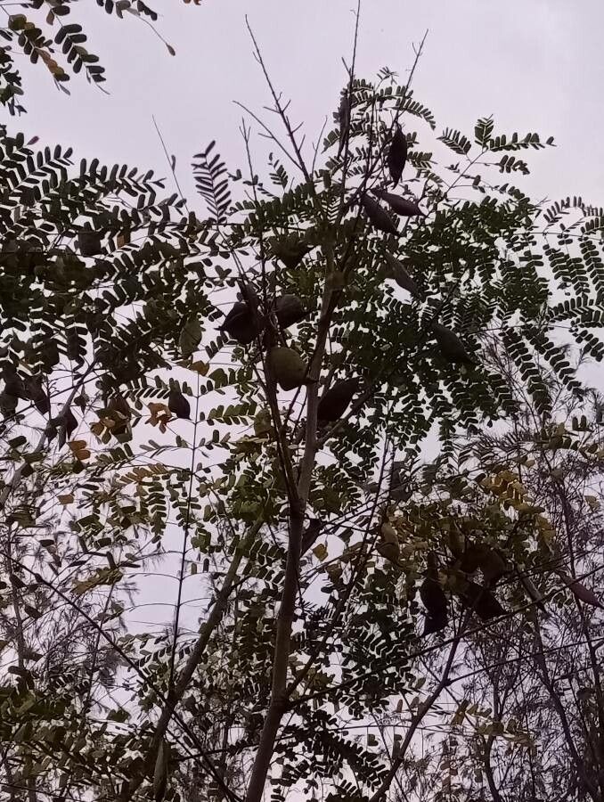 Caesalpinia sappan leaf