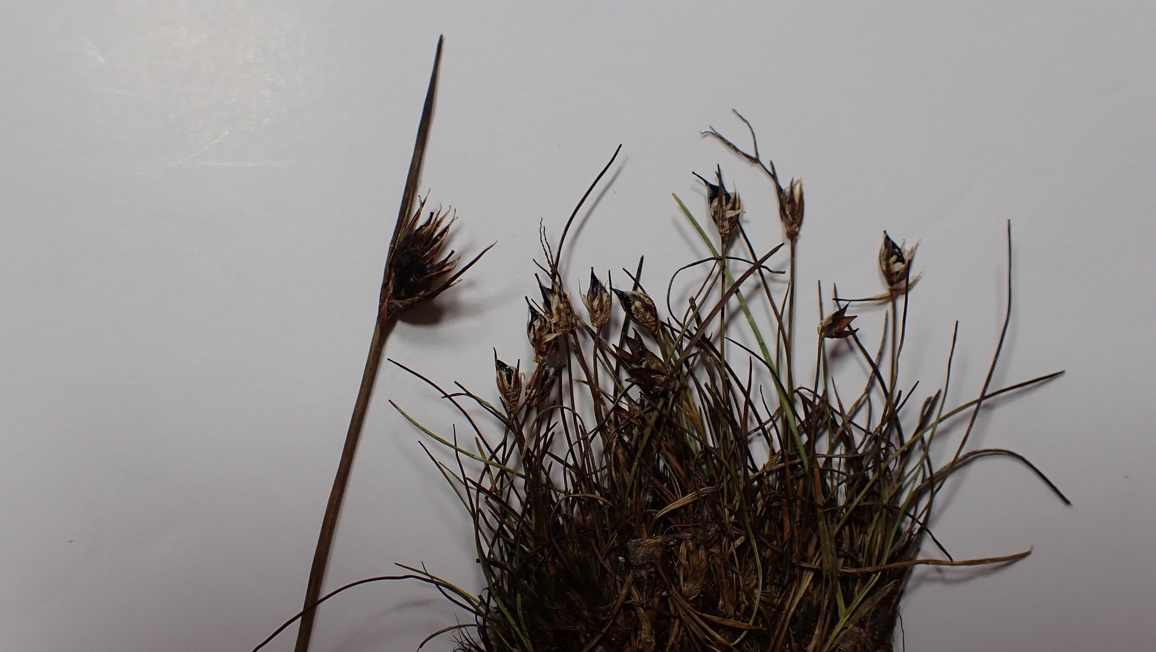 Juncus duthiei fruit