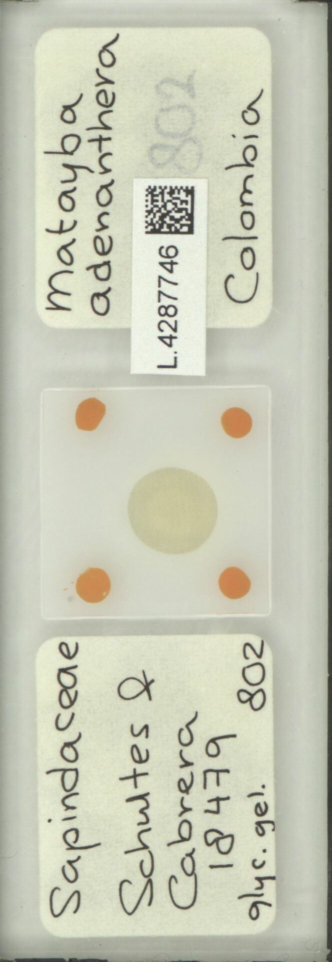 Matayba adenanthera fruit