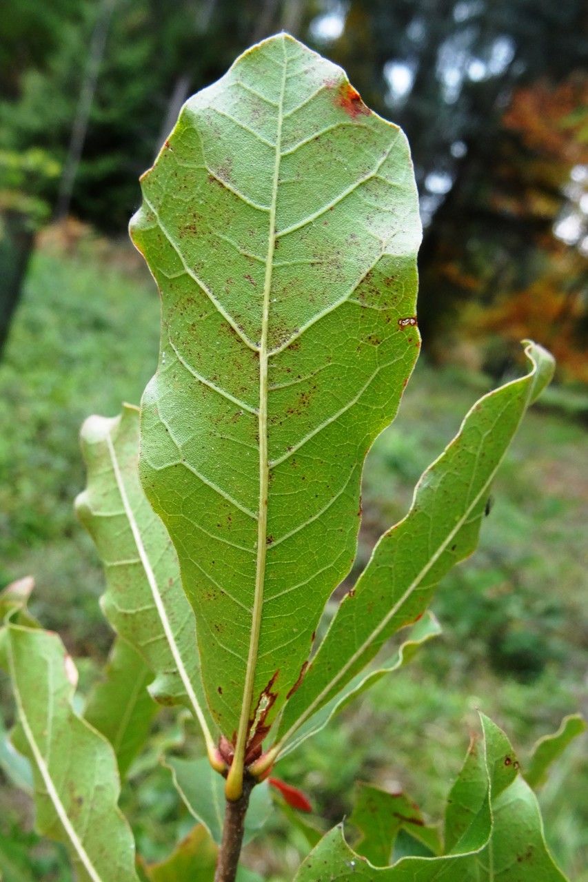 Quercus geminata leaf