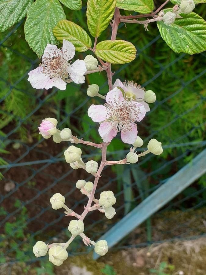 Rubus elegantispinosus flower
