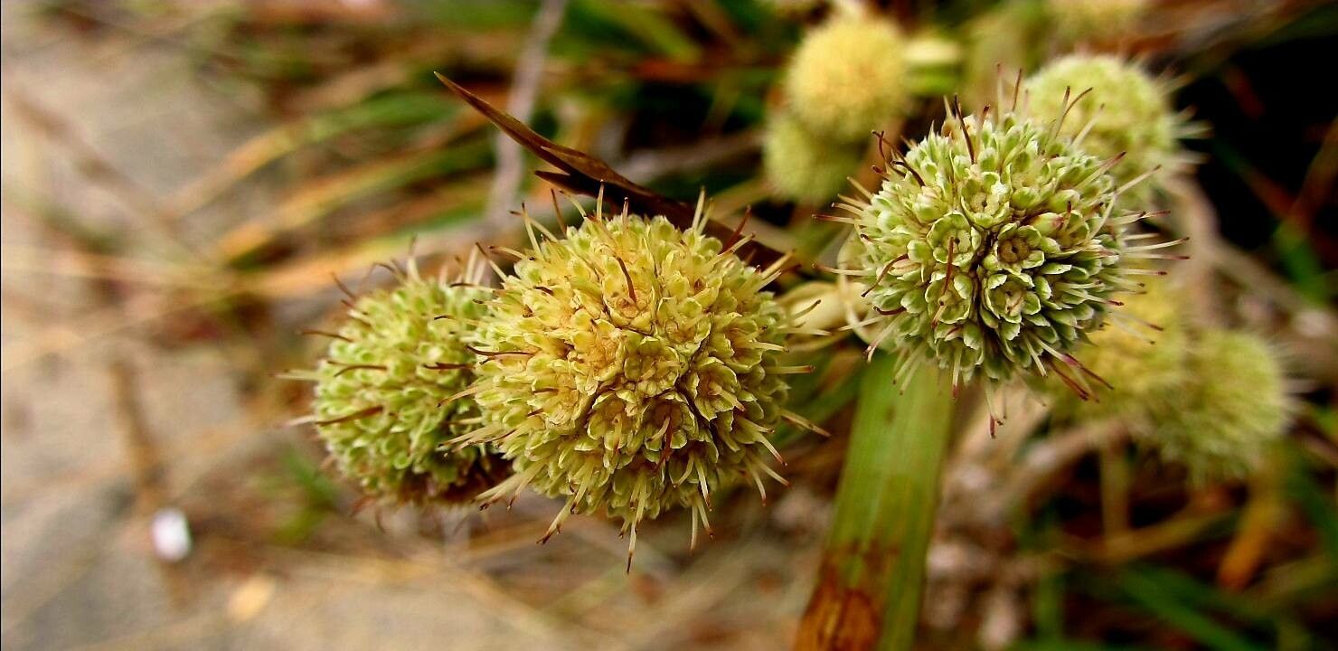 Eryngium humboldtii flower